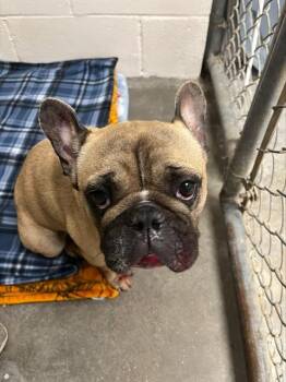 French Bulldog Dogs Available for Adoption in Rosenberg, Texas - BUG | PetCurious