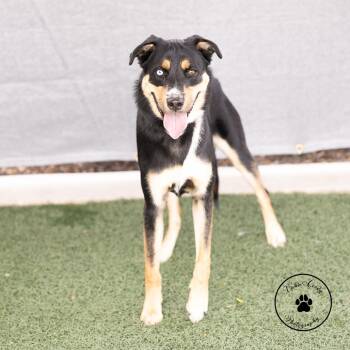 Gene -  Shepherd and Husky Dog for Adoption in Abilene, Texas - Gene | PetCurious