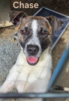 Chase -  Mixed Breed Dog for Adoption in Rutherfordton, North Carolina - Chase | PetCurious