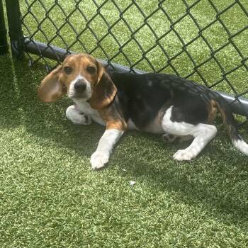 5OH6 3472 -  Beagle Dog for Adoption in Loxahatchee Groves, Florida - 5OH6 3472 | PetCurious