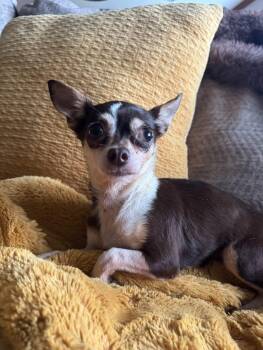 Lollipop -  Chihuahua Dog for Adoption in North Freedom, Wisconsin - Lollipop | PetCurious