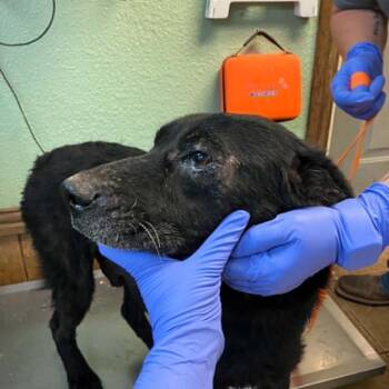 Black Labrador Retriever and Labrador Retriever Dogs Available for Adoption in Madill, Oklahoma - Four | PetCurious