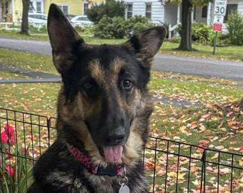Rescue German Shepherd Dog Dogs for Adoption in Westfield, New York - Willow | PetCurious