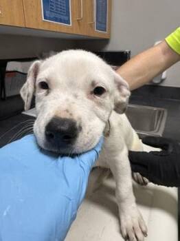 Trisha -  Pit Bull Terrier and Mixed Breed Dog for Adoption in Missoula, Montana - Trisha | PetCurious