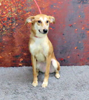 Rescue Retriever Dogs for Adoption in Herndon, Virginia - Winifred | PetCurious