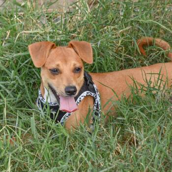 Rescue Chihuahua Dogs for Adoption in Warren, Rhode Island - Witch | PetCurious