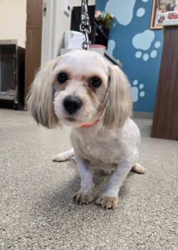 Alfalfa -  Shih Tzu and Havanese Dog for Adoption in Fullerton, Pennsylvania - Alfalfa | PetCurious