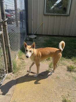 KIM -  Husky and Mixed Breed Dog for Adoption in Houston, Texas - KIM | PetCurious