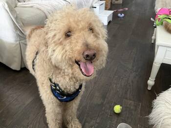 Chuey -  Labradoodle Dog for Adoption in Winter Garden, Florida - Chuey | PetCurious
