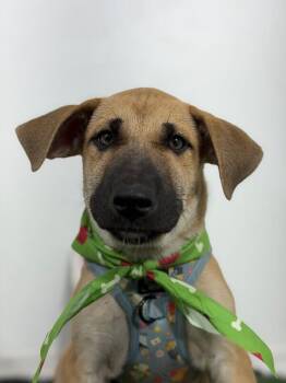 Lawrence-One of our Amazing Rescue Dogs -  German Shepherd Dog and Black Mouth Cur Dog for Adoption in Carlsbad, California - Lawrence-One Of Our Amazing Rescue Dogs | PetCurious