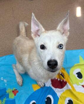 Nemo -  Siberian Husky Dog for Adoption in Waterloo, Iowa - Nemo | PetCurious