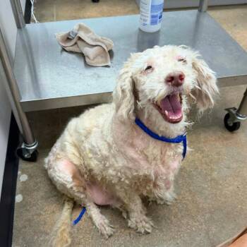 Charly D12139 -  Australian Shepherd and Poodle Dog for Adoption - Charly D12139 | PetCurious