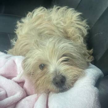 Maltese and Mixed Breed Dogs Available for Adoption in Oklahoma City, Oklahoma - Butters C-34427 | PetCurious
