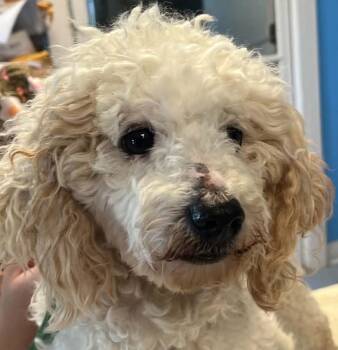Waylon Jennings -  Poodle Dog for Adoption in Robinson, Illinois - Waylon Jennings | PetCurious