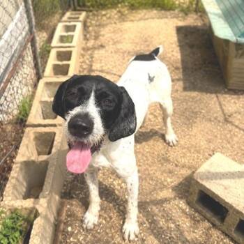 Bart (FOSTER NEEDED Crystal Springs, Mississippi) -  German Wirehaired Pointer and Mixed Breed Dog for Adoption in Santa Rosa, California - Bart (FOSTER NEEDED Crystal Springs, Mississippi) | PetCurious