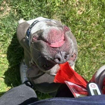 Pit Bull Terrier Dogs Available for Adoption in Lyndhurst, Virginia - Isaac | PetCurious