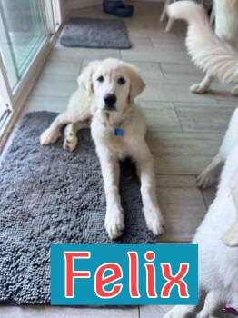 Felix -  Great Pyrenees Dog for Adoption in Southlake, Texas - Felix | PetCurious