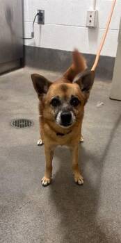 CHRISTOPHER -  Cairn Terrier and Mixed Breed Dog for Adoption - CHRISTOPHER | PetCurious
