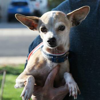Rescue Chihuahua Dogs for Adoption in Harrisville, Utah - GINGER | PetCurious