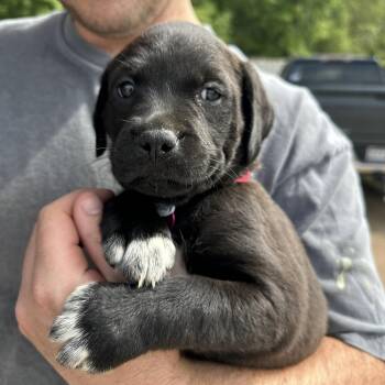 Pit Bull Terrier Dogs Available for Adoption - McKinley | PetCurious