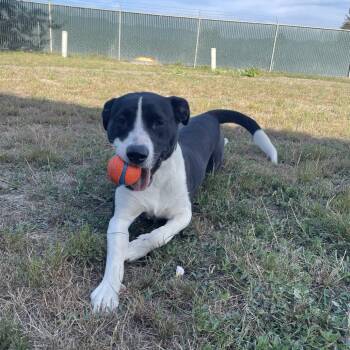 Mona -  Border Collie and Mixed Breed Dog for Adoption in Eureka, California - Mona | PetCurious