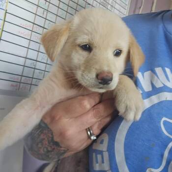 TNGC-Stray-1301 -  Mixed Breed Dog for Adoption in Pulaski, Tennessee - TNGC-Stray-1301 | PetCurious