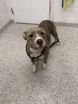 Harmony -  Pit Bull Terrier and Mixed Breed Dog for Adoption in Kansas City, Missouri - Harmony | PetCurious