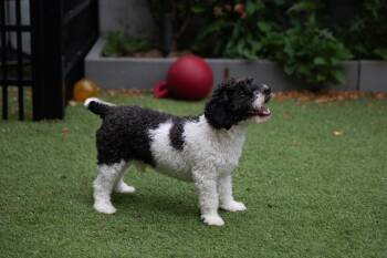 Arnold -  Miniature Poodle and Poodle Dog for Adoption in Montclair, New Jersey - Arnold | PetCurious