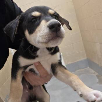 Chevron -  Shepherd and Mixed Breed Dog for Adoption in Austin, Texas - Chevron | PetCurious