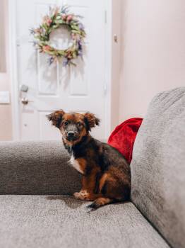 Australian Shepherd Dogs Available for Adoption in Goodyear, Arizona - Blanche | PetCurious