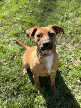 Mixed Breed Dogs Available for Adoption - Phoebe ( AVAILABLE 2/16) | PetCurious