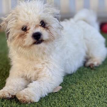 Poodle Dogs Available for Adoption - Wingman: I Like Chickens | PetCurious