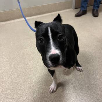 Pit Bull Terrier Dogs Available for Adoption - Marcie | PetCurious