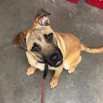 Black Mouth Cur Dogs Available for Adoption in Manhattan, Kansas - Gunnie (Forrest) | PetCurious