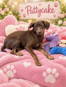 Pattycake -  Labrador Retriever Dog for Adoption in Cedartown, Georgia - Pattycake | PetCurious
