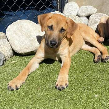 Mixed Breed Dogs Available for Adoption in Stamford, Connecticut - RONAN | PetCurious