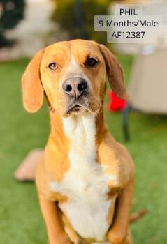 Hound and Labrador Retriever Dogs Available for Adoption - Phil | PetCurious