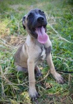 Patriot -  Black Mouth Cur and Belgian Shepherd Malinois Dog for Adoption in Pleasanton, Texas - Patriot | PetCurious