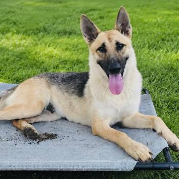 Sunflower -  German Shepherd Dog Dog for Adoption in Justin, Texas - Sunflower | PetCurious