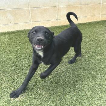 Bonnie 7645 -  Labrador Retriever and Mixed Breed Dog Available for Adoption in Loxahatchee Groves, Florida - Bonnie 7645 | PetCurious