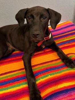 Gabbie 26 -  Plott Hound Dog for Adoption in Brookhaven, Mississippi - Gabbie 26 | PetCurious