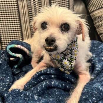 Liberty -  Mixed Breed Dog for Adoption in Rensselaer, New York - Liberty | PetCurious