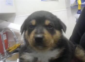 Australian Cattle Dog Blue Heeler Dogs Available for Adoption - VERDE | PetCurious