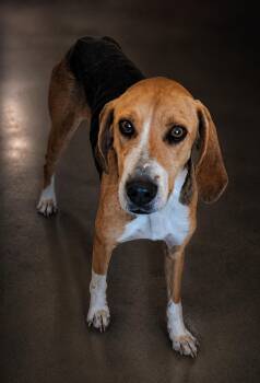 Beagle Dogs Available for Adoption in Wooster, Ohio - Peggy  | PetCurious