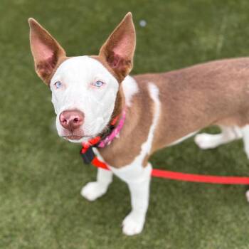 Gingersnap -  Mixed Breed Dog for Adoption in Philadelphia, Pennsylvania - Gingersnap | PetCurious