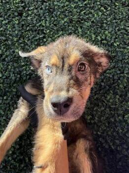 61268802 -  German Shepherd Dog and Terrier Dog for Adoption in El Paso, Texas - 61268802 | PetCurious