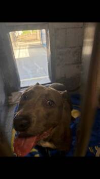 Pit Bull Terrier Dogs Available for Adoption in Long Beach, California - GEM | PetCurious