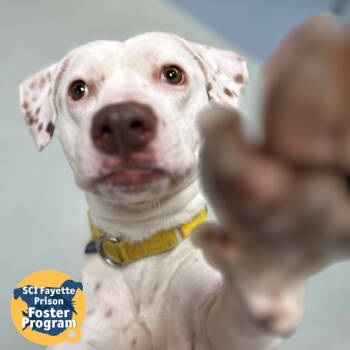 Rescue Mixed Breed Dogs for Adoption in Pittsburgh, Pennsylvania - Brighton | PetCurious