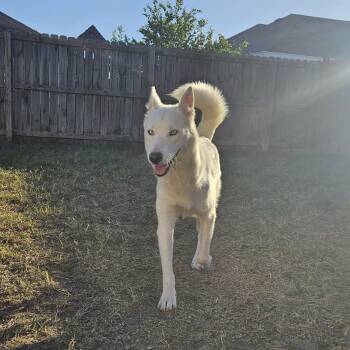 Paloma -  Husky Dog for Adoption in Harlingen, Texas - Paloma | PetCurious