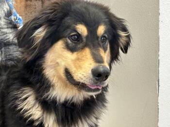 Australian Shepherd and Newfoundland Dog Dogs Available for Adoption - Teddy | PetCurious